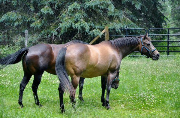 Jillie and Bijou rescued horses